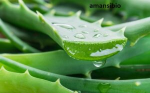 Comment Agrandir Le Pénis Avec De L’Aloe Vera ?