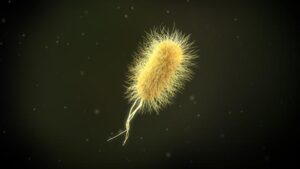 Escherichia Coli Qu’est Ce Que C’est ?