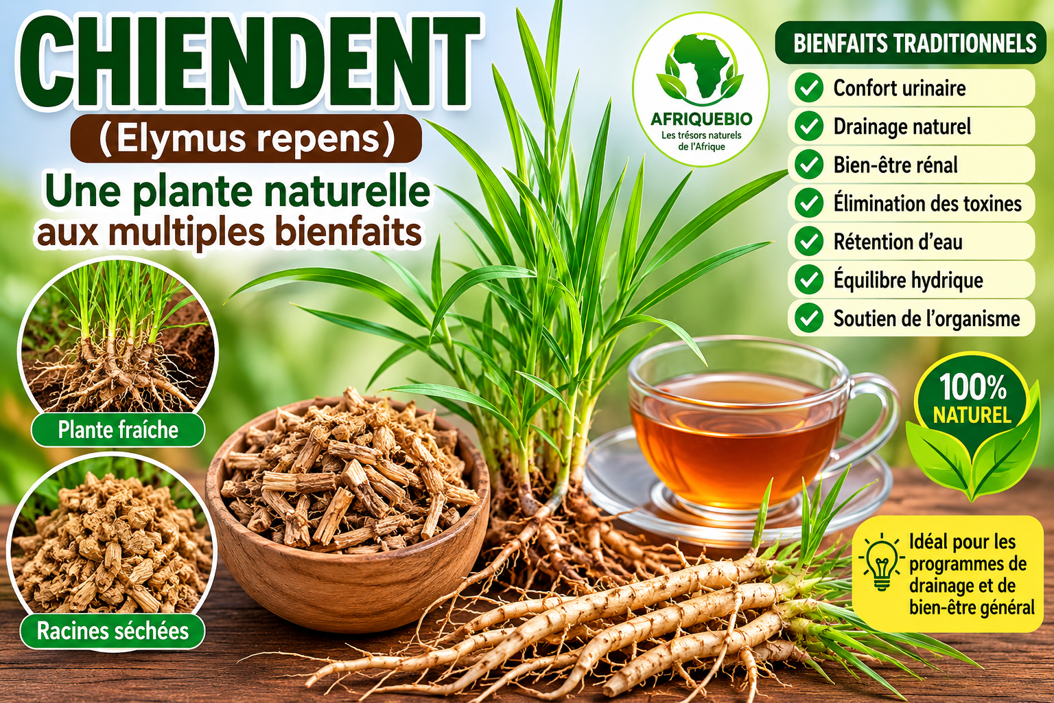 Les Bienfaits du Chiendent