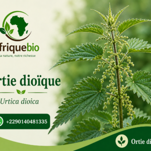 ORTIE IDIOIQUE BIENFAITS