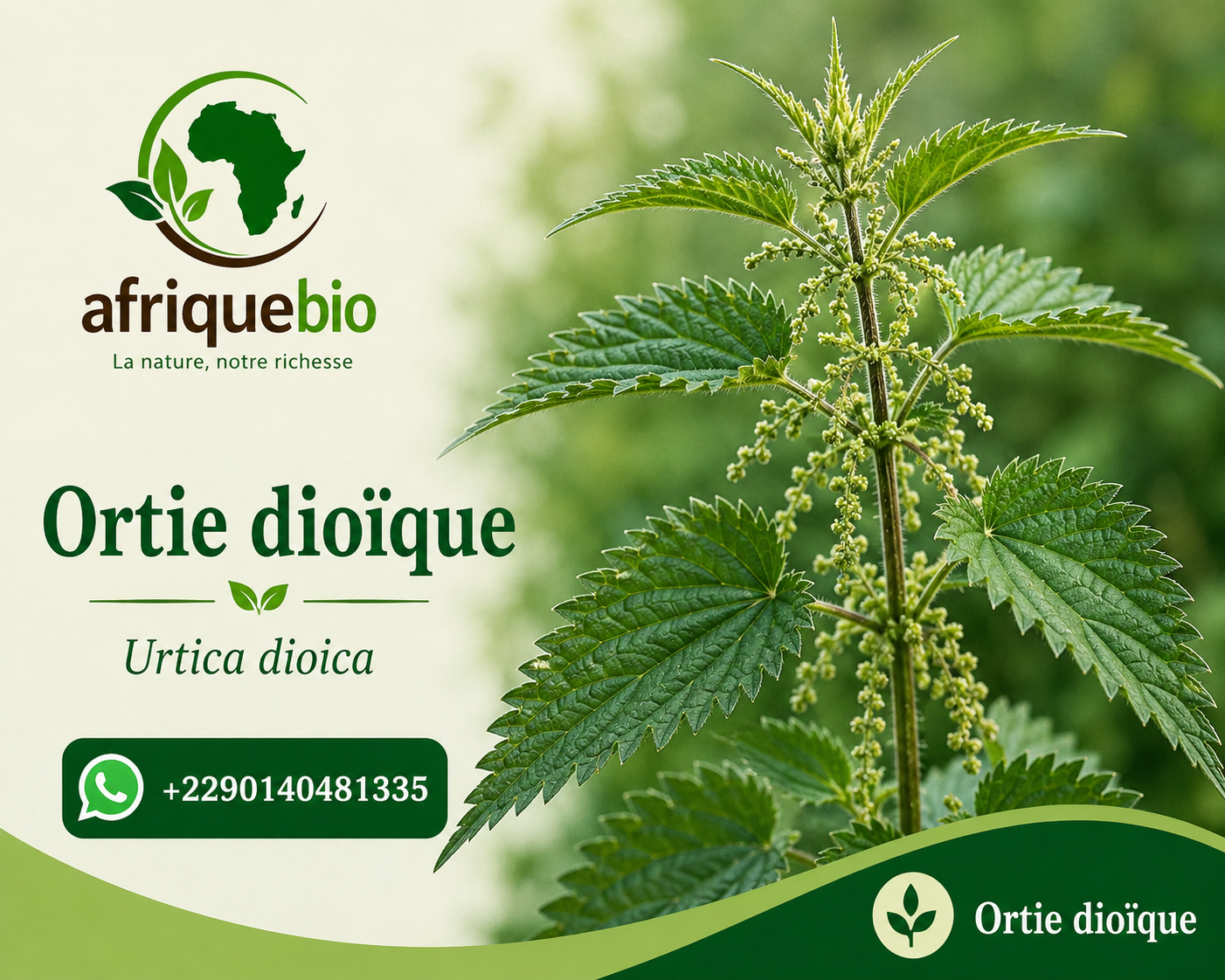 ORTIE IDIOIQUE BIENFAITS