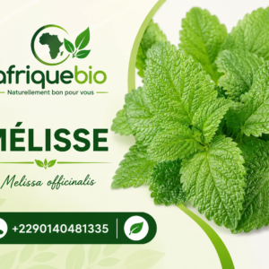 LA MELLISSE POUR UN BON TRANSIT