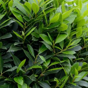 Plante 015 :Laurier La Plante Aromatique aux Multiples Bienfaits