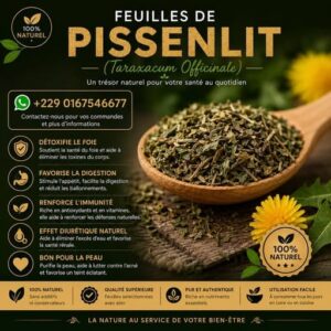 Plante 013 : Pissenlit – Détox Naturelle et Bien-Être Quotidien