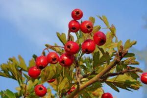 Bienfaits de l'aubépine